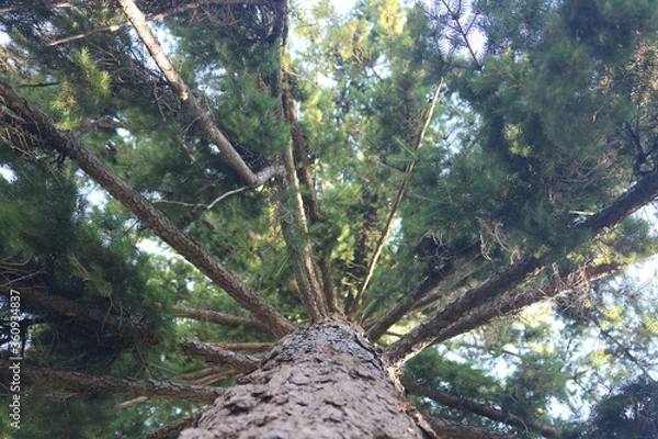 Fototapeta Under Pine Tree