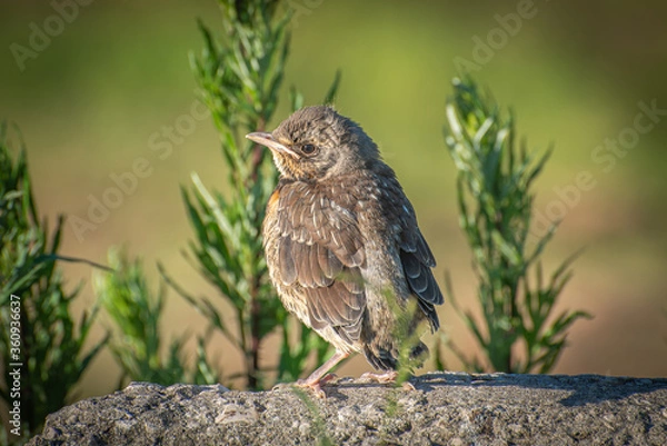 Fototapeta a brown baby bird on a grey stone