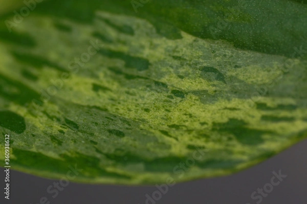 Obraz green leaf of a green plant