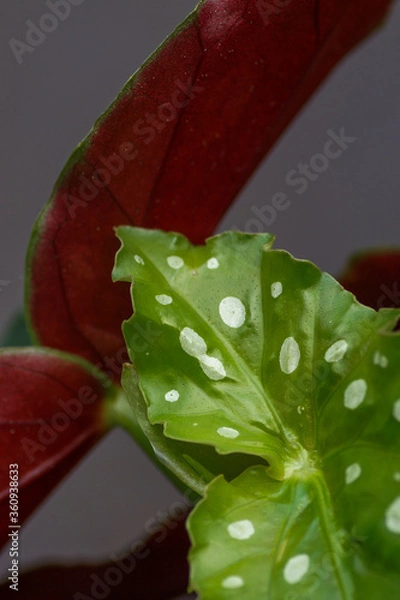 Obraz Begonia maculata leaf close up with dots