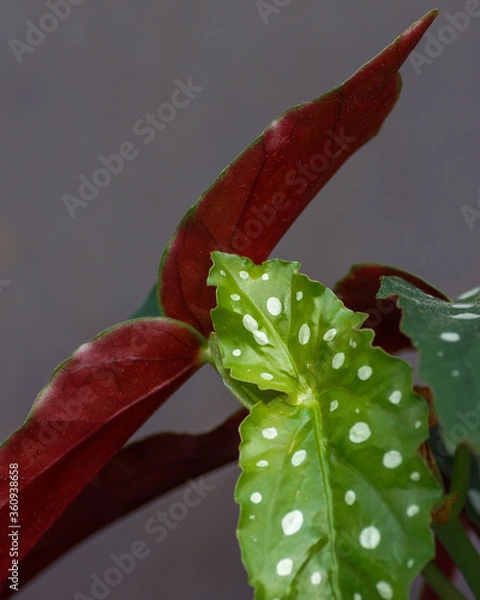 Fototapeta Begonia maculata leaf close up with dots