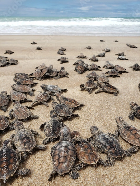 Obraz turtle on the beach