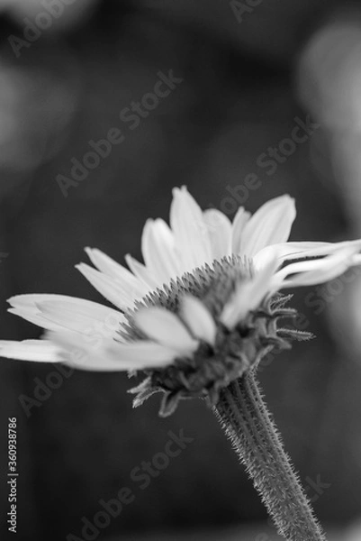 Obraz Echinacea close up in black an white