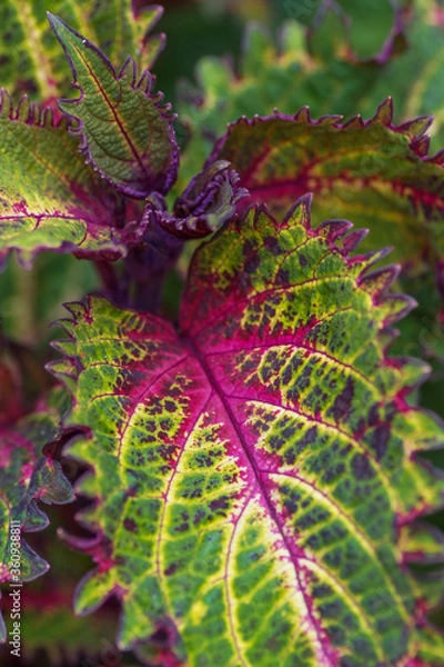 Obraz Colourfull plectranthus leaf close up 