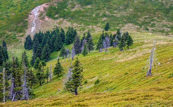 Fototapeta A beautiful landscape on the red mountain with  firs and dead trees.