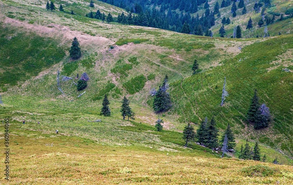 Fototapeta A beautiful landscape on the red mountain with people picking berries, firs and dead trees.