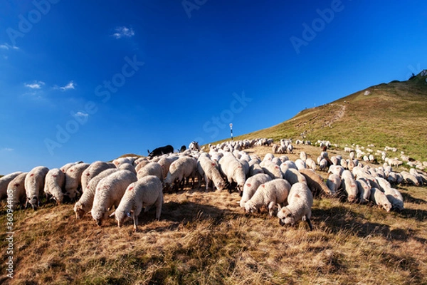 Fototapeta A beautiful landscape with the Red mountain peak, flock of sheep and shepherds.