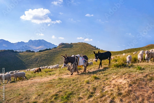Fototapeta A beautiful landscape with the Red mountain peak, flock of sheep, two donkeys.