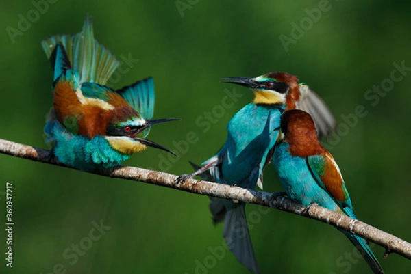 Obraz European bee eater Merops apiaster screaming at each other