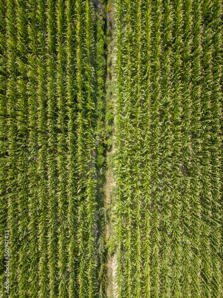 Fototapeta Champs de maïs vus du ciel