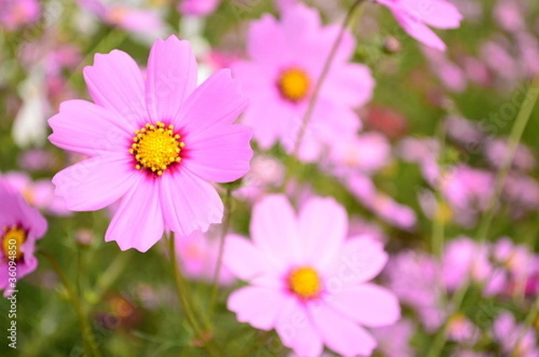 Fototapeta コスモス
