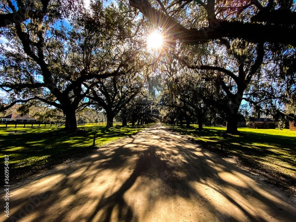 Fototapeta sun shining through trees