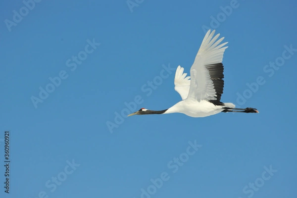 Obraz 青空を飛ぶタンチョウ（北海道・鶴居村）
