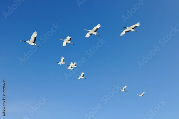 Obraz 青空を飛ぶタンチョウの群（北海道・鶴居村）