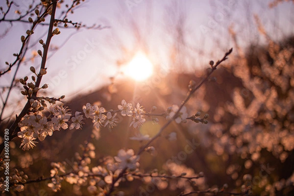 Obraz sunset in the forest