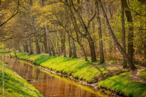 Obraz spring in the forest