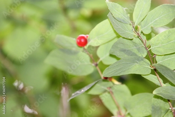 Fototapeta red currant bush