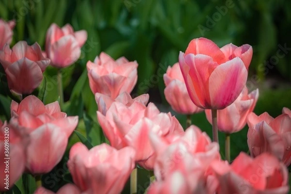 Obraz pink tulips in spring
