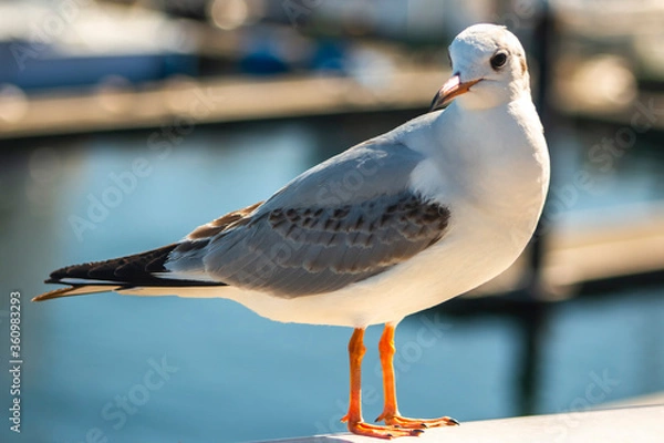 Obraz seagull on the beach