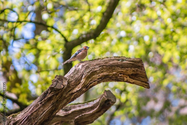 Fototapeta bird on the tree
