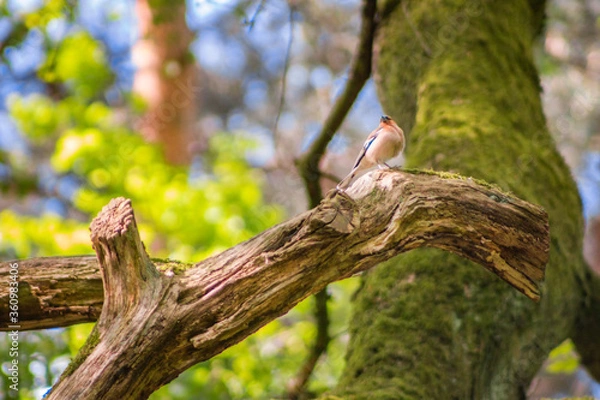 Fototapeta bird on a tree