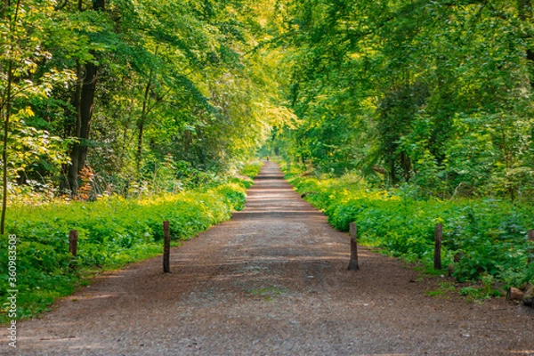 Obraz footpath in the park