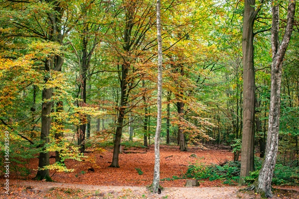 Obraz autumn in the forest