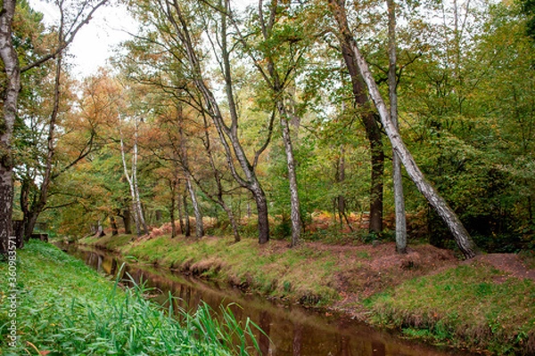 Fototapeta spring in the forest