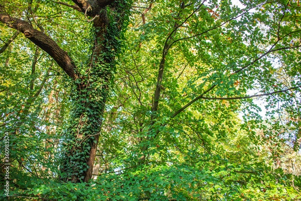 Fototapeta tree in the forest