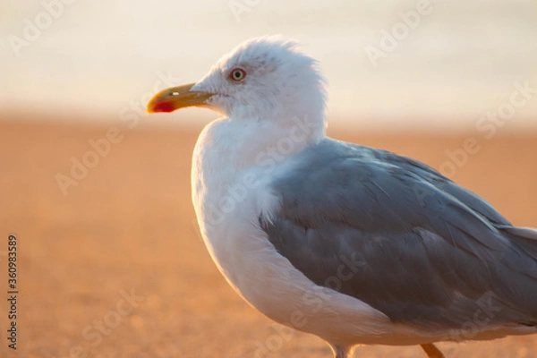 Obraz seagull on the beach