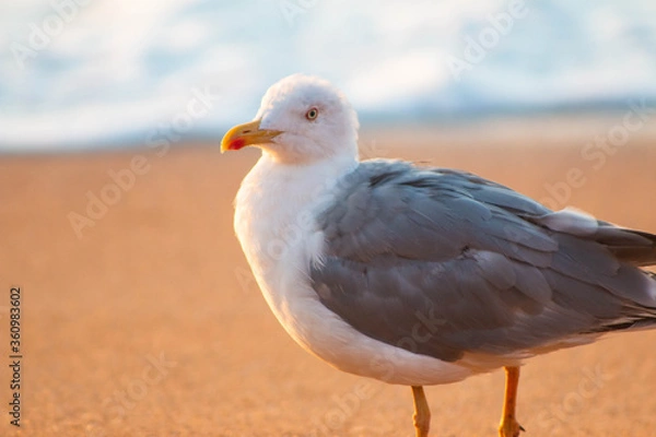 Obraz seagull on the beach