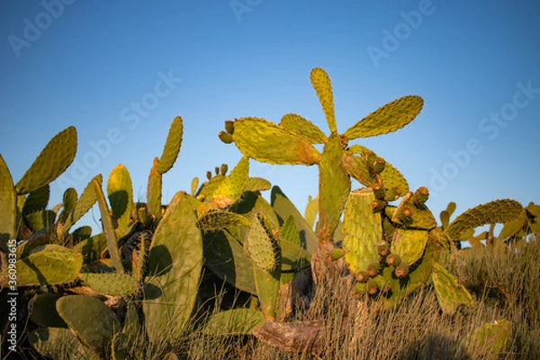 Obraz cactus in the desert