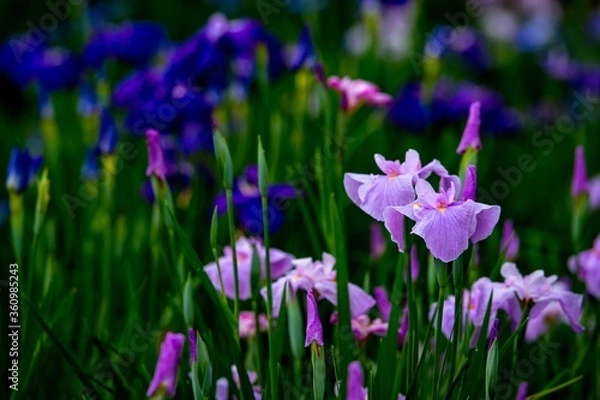 Fototapeta 神楽女湖のハナショウブ