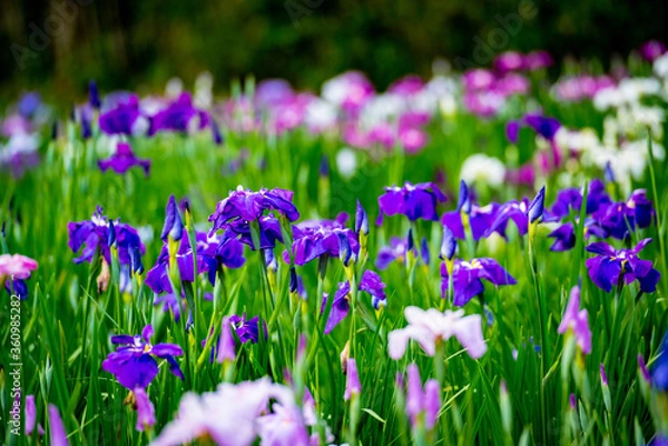 Fototapeta 神楽女湖のハナショウブ