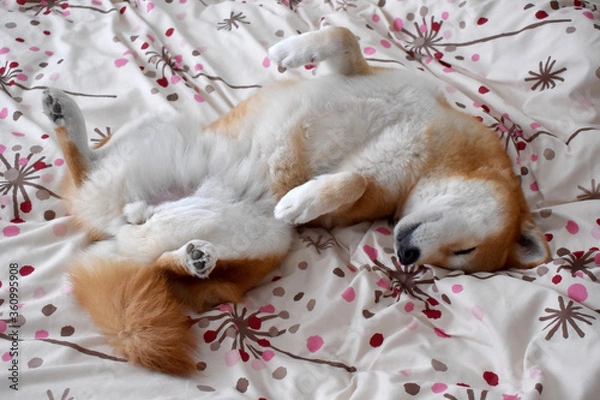 Obraz 柴犬・スーパーリラックス