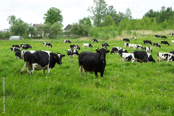 Fototapeta Herd of cows grazing and resting in the middle of the field