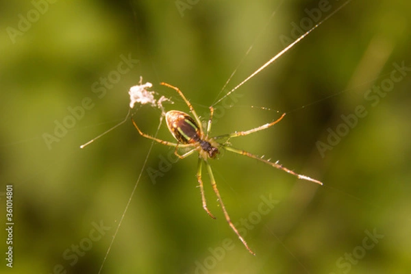 Obraz the Spider and the web