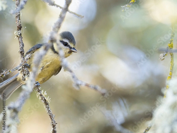 Obraz Herrerillo común (Cyanistes caeruleus)
