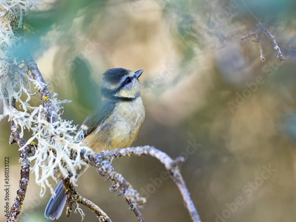 Obraz Herrerillo común (Cyanistes caeruleus)