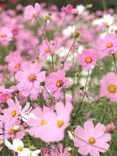 Fototapeta コスモスとハチ