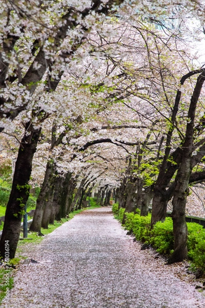 Obraz 桜並木と歩道を覆いつくす桜の花びら