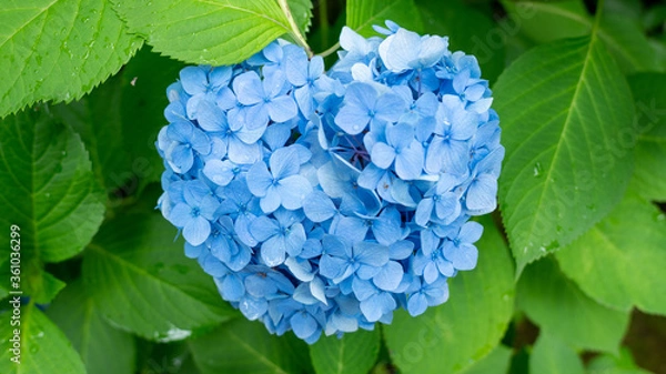 Fototapeta 梅雨時期に雨で濡れている青色の紫陽花