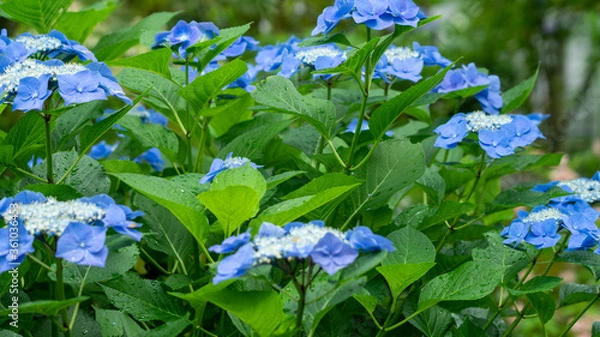 Fototapeta 梅雨時期に雨で濡れている青色の紫陽花
