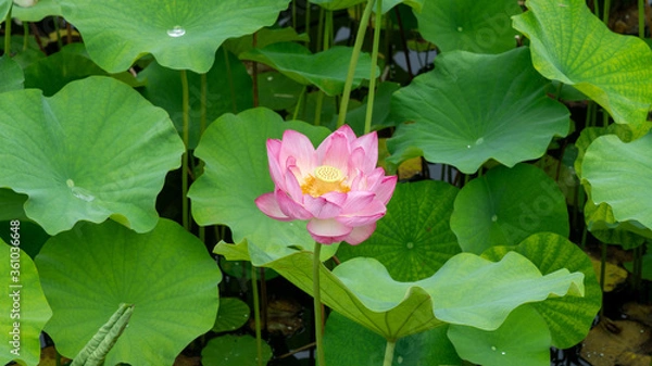 Fototapeta 池に咲くピンクの蓮の花