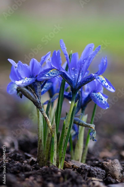 Obraz Miniature iris in early spring garden