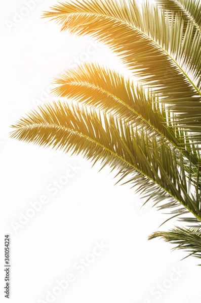 Obraz Sun over green palm leaves. Tropical Background.