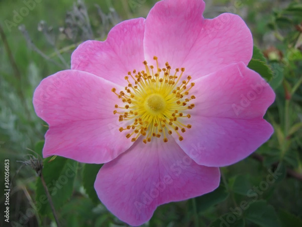 Obraz Wild rose closeup