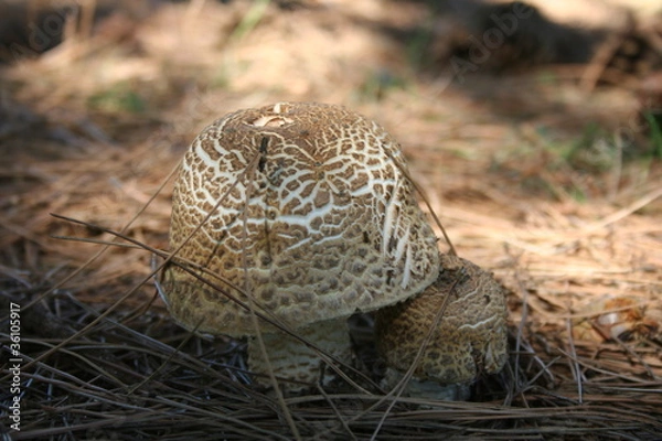 Obraz Deux champignons