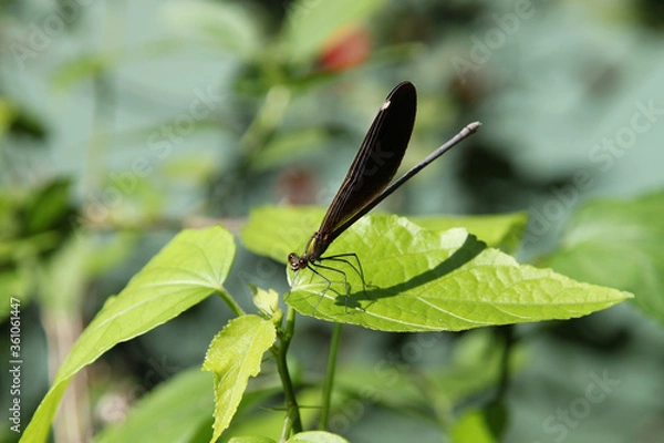 Obraz Blauflügel Prachtlibelle