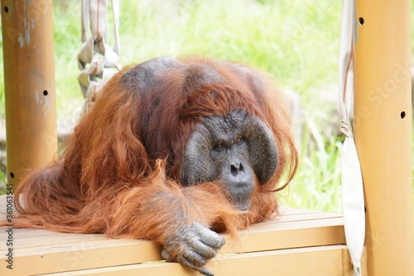 Obraz 考え込むオランウータン